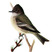 Eastern Phoebe